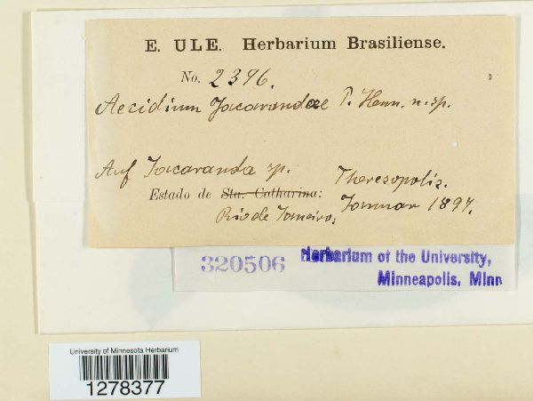 Aecidium jacarandae image