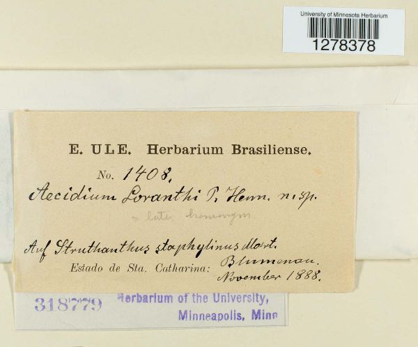 Aecidium loranthi image