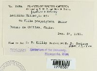 Aecidium millae image