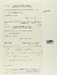 Aecidium alstroemeriae image