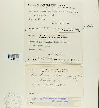 Aecidium alstroemeriae image