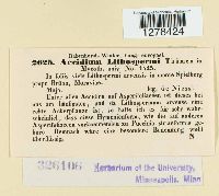 Aecidium lithospermi image