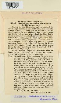 Aecidium pseudocolumnare image