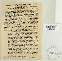 Aecidium pseudocolumnare image