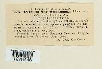 Aecidium macowanianum image