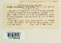 Aecidium oxalidis image