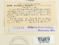 Aecidium oxalidis image