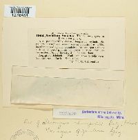 Aecidium suaedae image