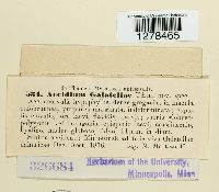 Aecidium galatellae image