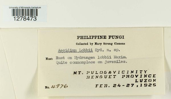 Aecidium lobbii image