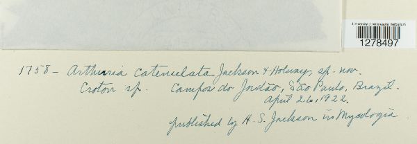 Arthuria catenulata image