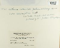 Arthuria catenulata image