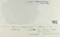 Arthuria catenulata image