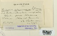 Media resource of Caeoma atacamense