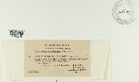 Cerotelium clemensiae image