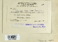 Chaconia ingae image