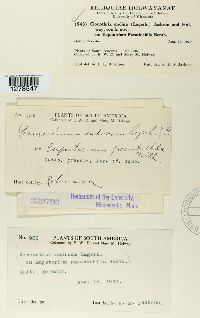 Chardoniella andina image