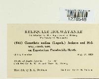 Chardoniella andina image