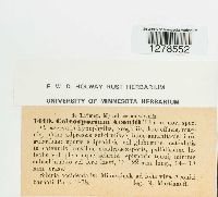 Coleosporium aconiti image