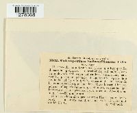 Coleosporium safianoffianum image