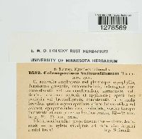 Coleosporium safianoffianum image