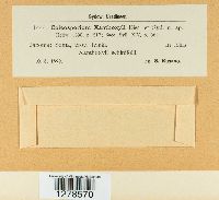 Coleosporium xanthoxyli image