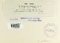 Cronartium gentianeum image