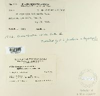 Crossopsora notata image