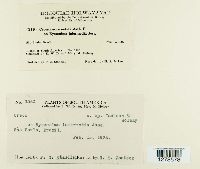 Crossopsora notata image