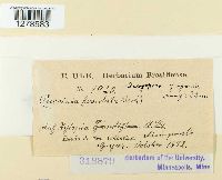 Dasyspora gregaria image