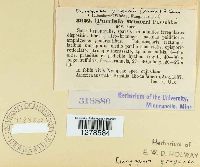 Dasyspora gregaria image