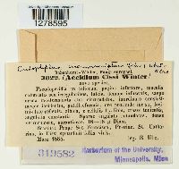 Endophyllum circumscriptum image