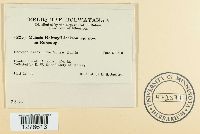 Gerwasia holwayi image