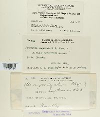 Gerwasia holwayi image