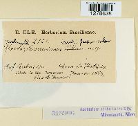 Kuehneola loeseneriana image