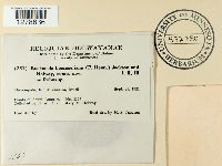 Kuehneola loeseneriana image