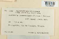 Kuehneola loeseneriana image