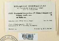 Kuehneola loeseneriana image