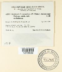 Kuehneola loeseneriana image