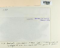 Kuehneola loeseneriana image