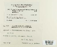 Kuehneola loeseneriana image