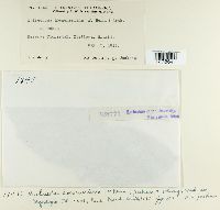 Kuehneola loeseneriana image