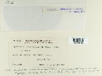 Kuehneola loeseneriana image