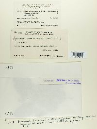 Kuehneola loeseneriana image