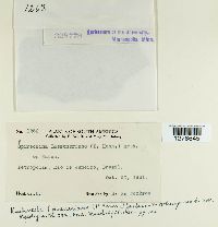 Kuehneola loeseneriana image