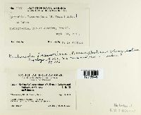 Kuehneola loeseneriana image