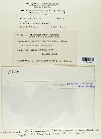 Kuehneola loeseneriana image