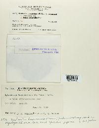 Kuehneola loeseneriana image