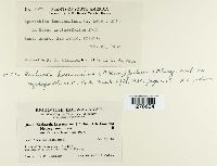 Kuehneola loeseneriana image