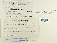 Kuehneola loeseneriana image